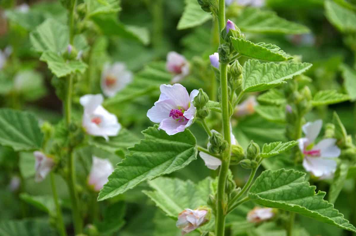 a marshmallow plant with white flowers