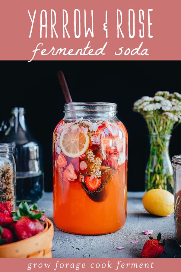 A large jar of fermented yarrow rose soda with fresh strawberries and lemons. 