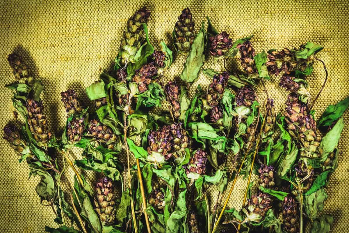 Dried self-heal.