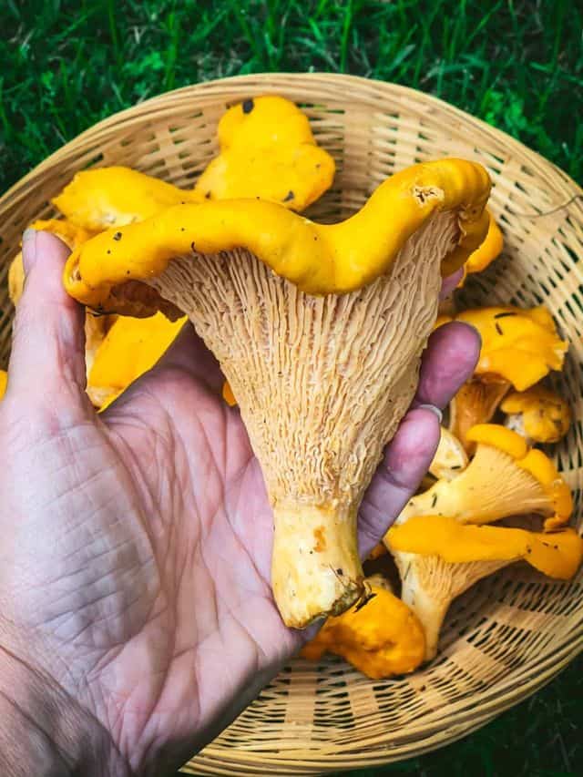 Foraging Chanterelle Mushrooms Grow Forage Cook Ferment