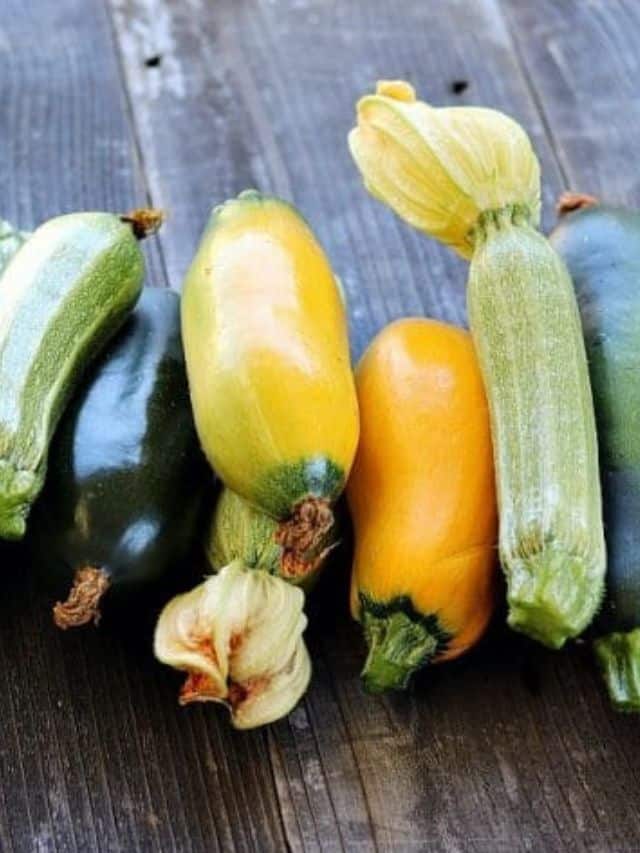 5 Best Ways to Preserve Zucchini Grow Forage Cook Ferment