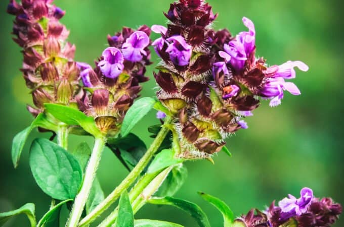 Self- heal purple flowers.