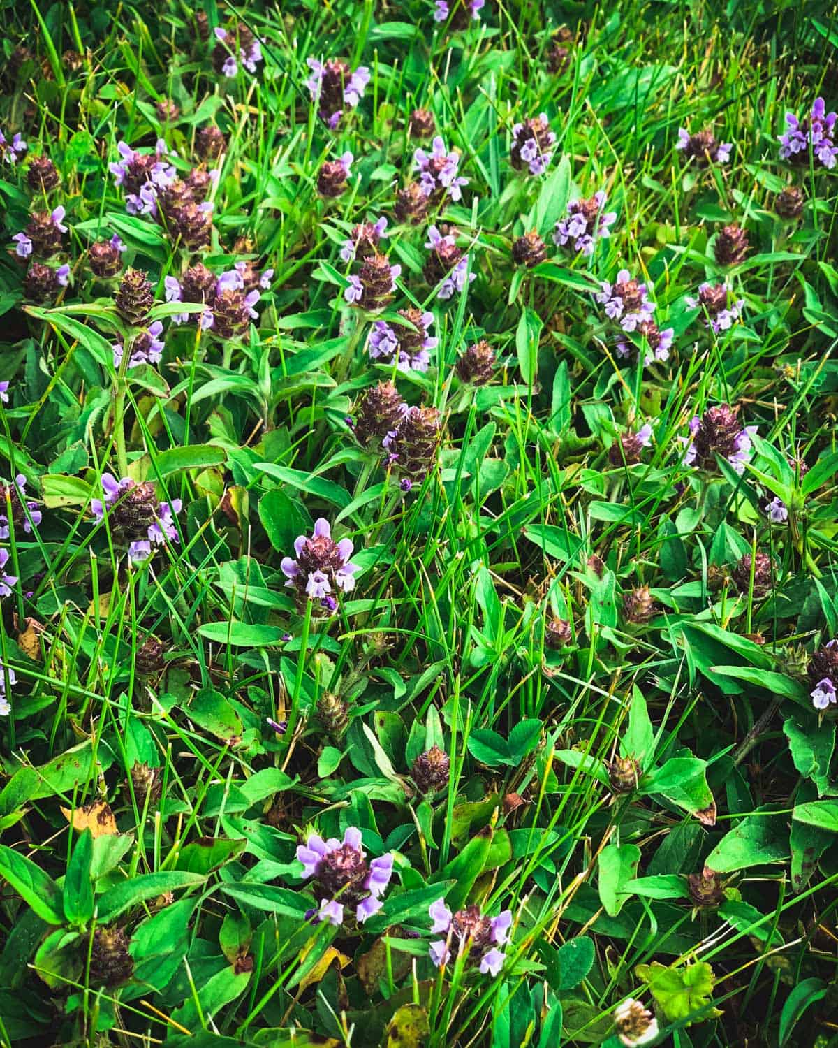 Self-heal in grass. 