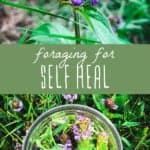 2 pictures of self heal with purple blooms and a middle green banner that reads foraging for self-heal.