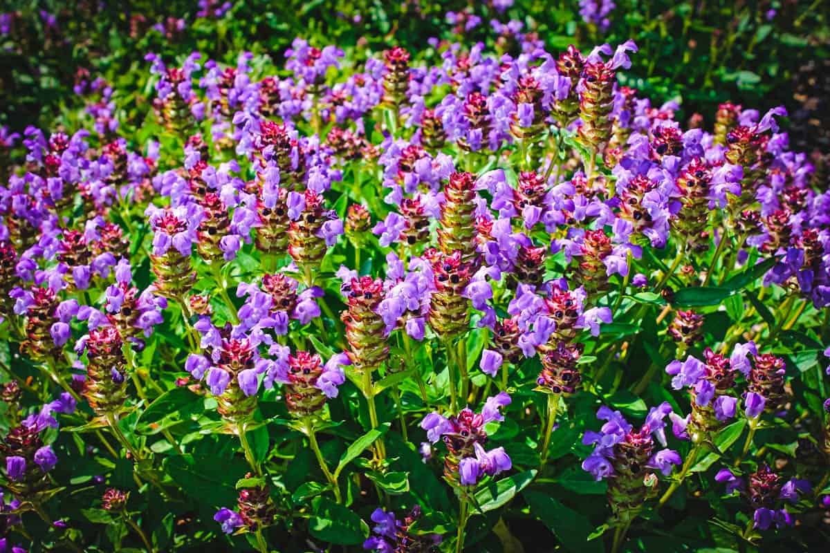 A large patch of purple self-heal. 