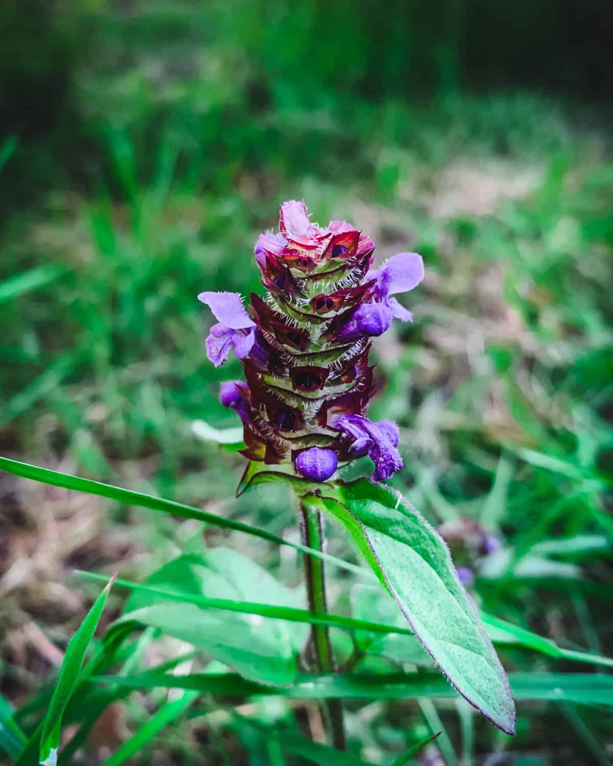 A close up of a bloomed self heal flower. 