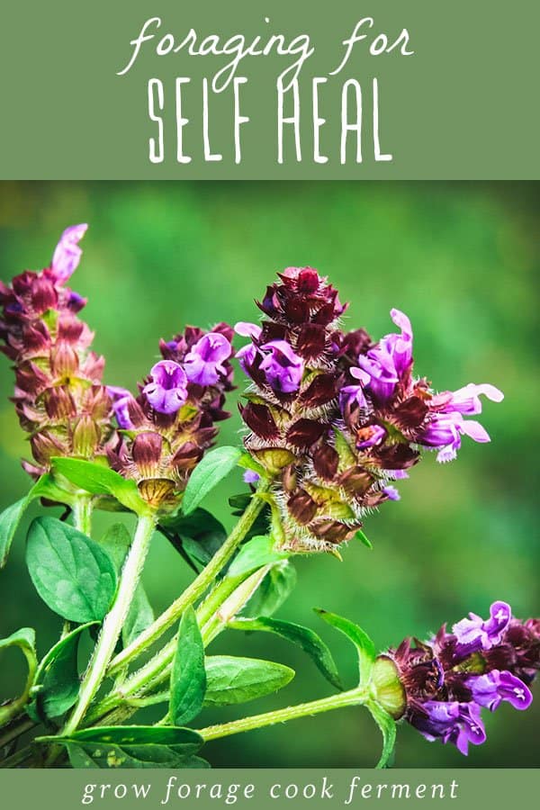 Self heal plant with purple blooms, with a green banner on top reading foraging for self heal. 