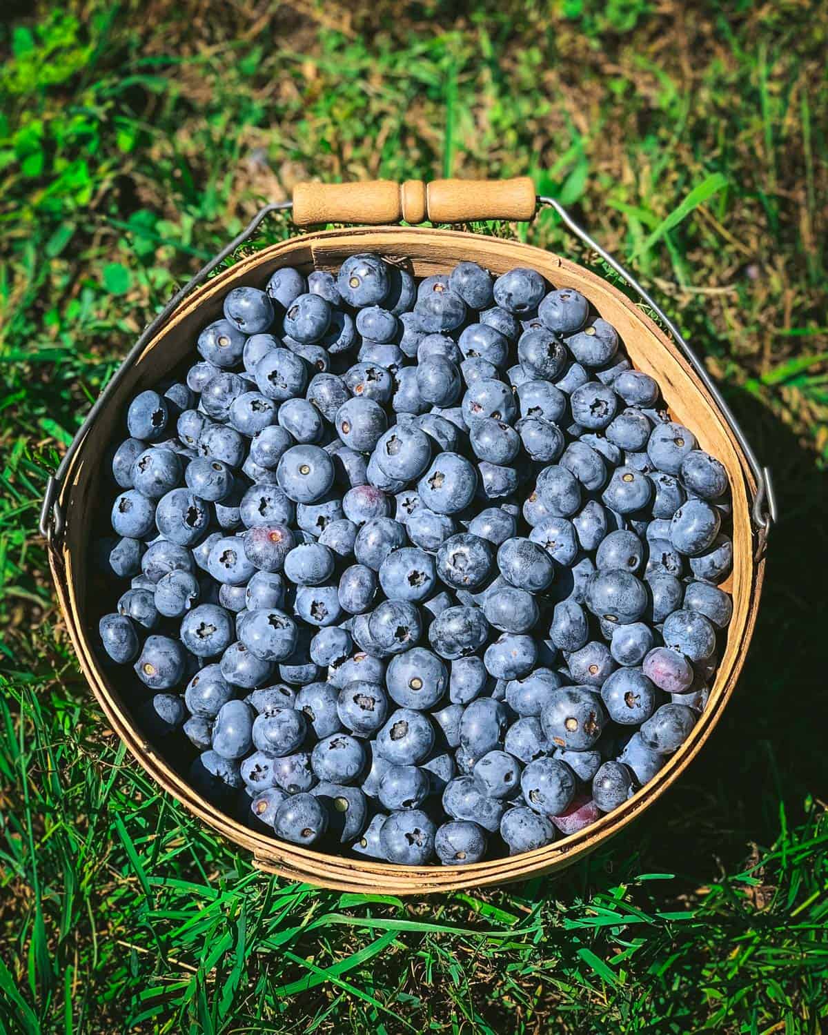 A basket of fresh blueberries sitting in the grass. 