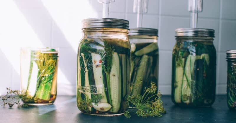 Jars of pickling cucumbers fermenting with airlock lids.