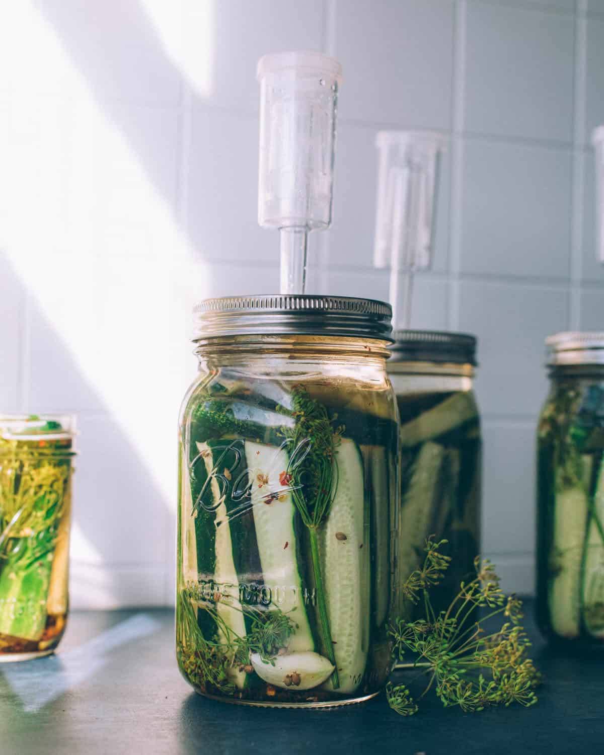 Pickling cucumbers fermenting in jars with airlock lids. 