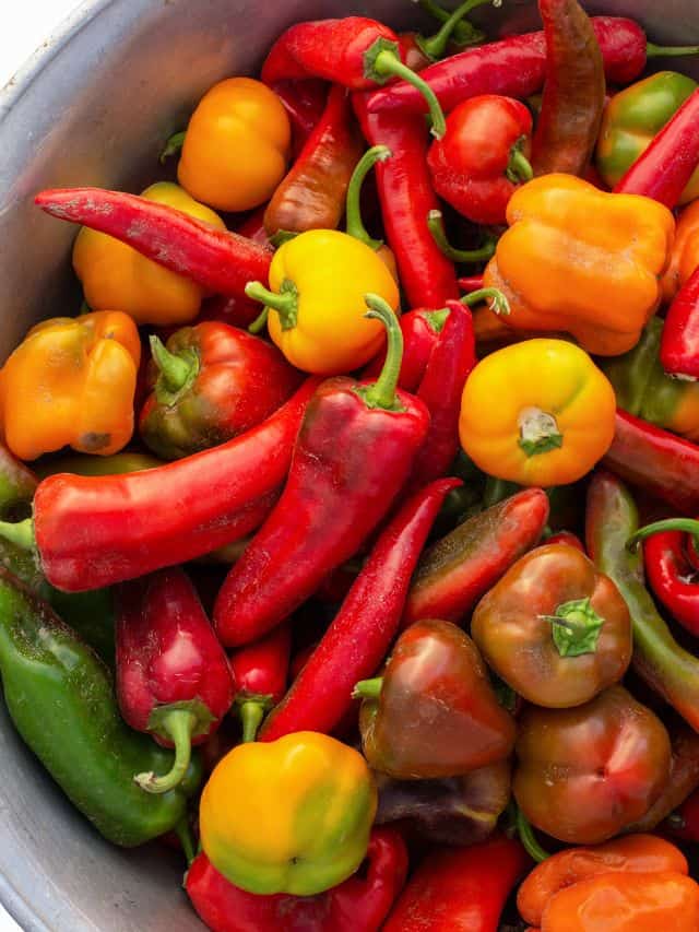 5 Best Ways to Preserve Peppers Grow Forage Cook Ferment