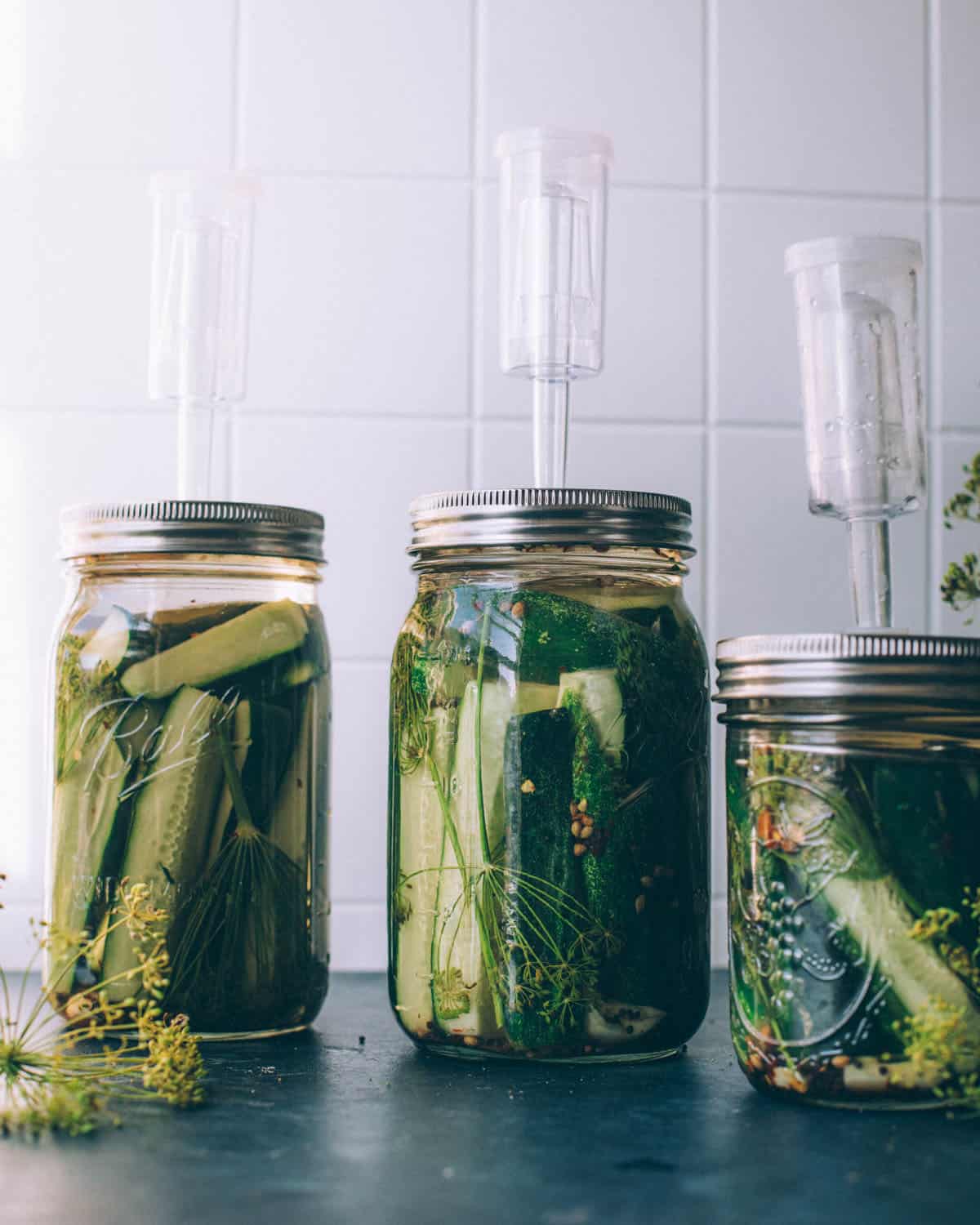 Jars of pickling cucumbers topped with airlock lids for fermenting. 