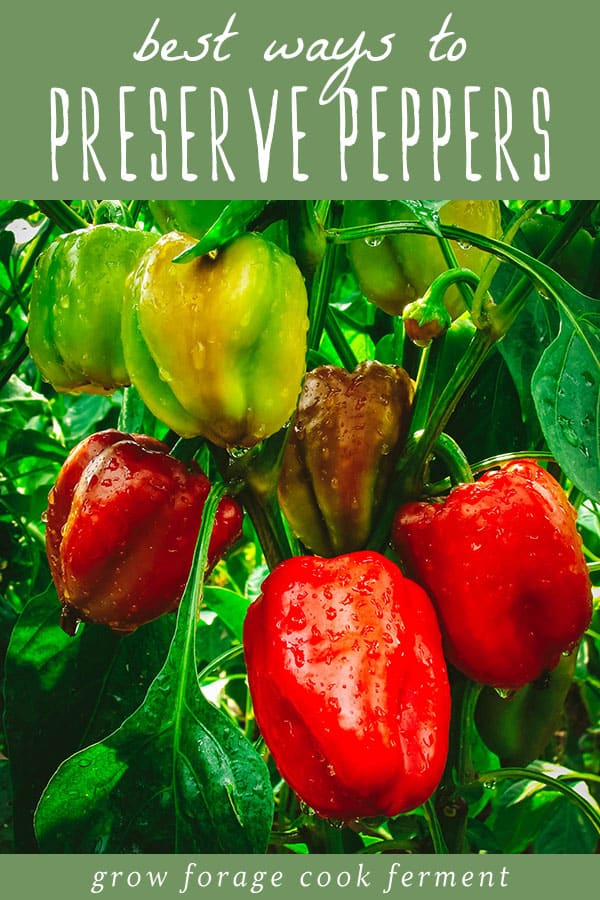 Pepper plant with red, yellow, and green peppers with a green banner on top reading best ways to preserve peppers. 