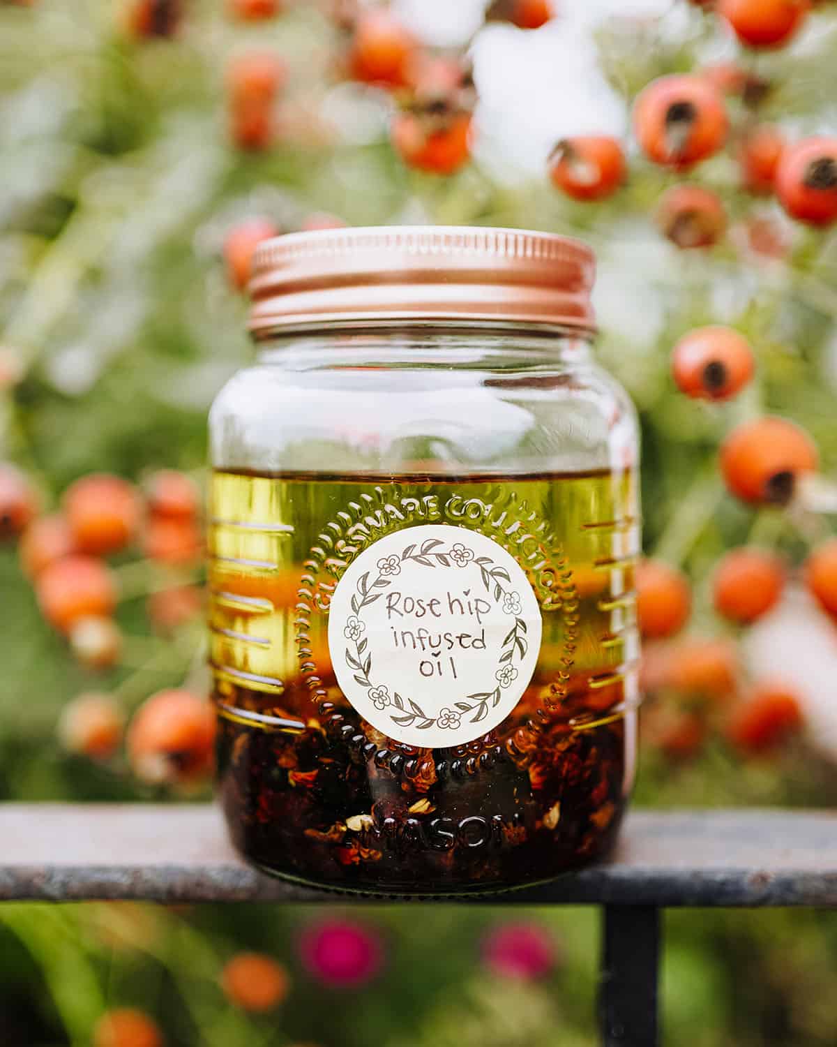 A jar of infusing rose hip oil, sitting outside among fresh rose hips on the bush. 