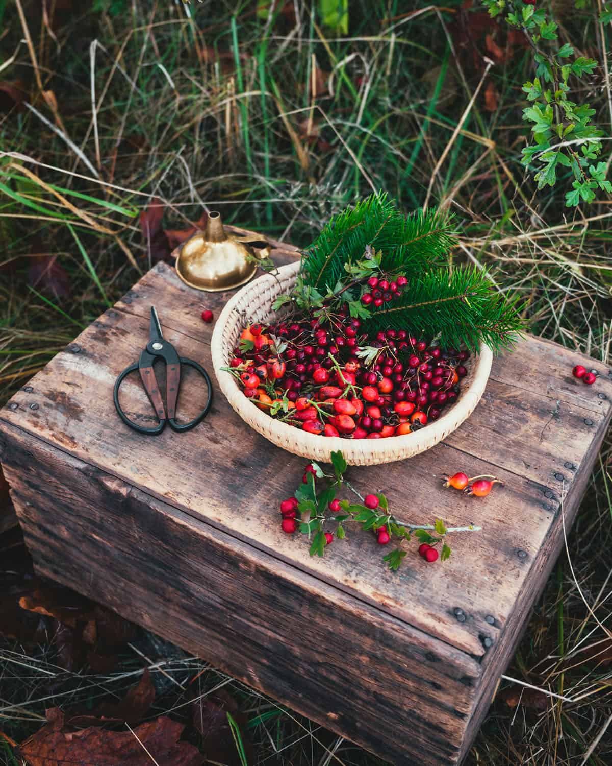 A natural wood cutting board with foraged ingredients for infused vinegar in a bowl and surrounding, including hawthorn berries, rose hips, and conifer needles. 
