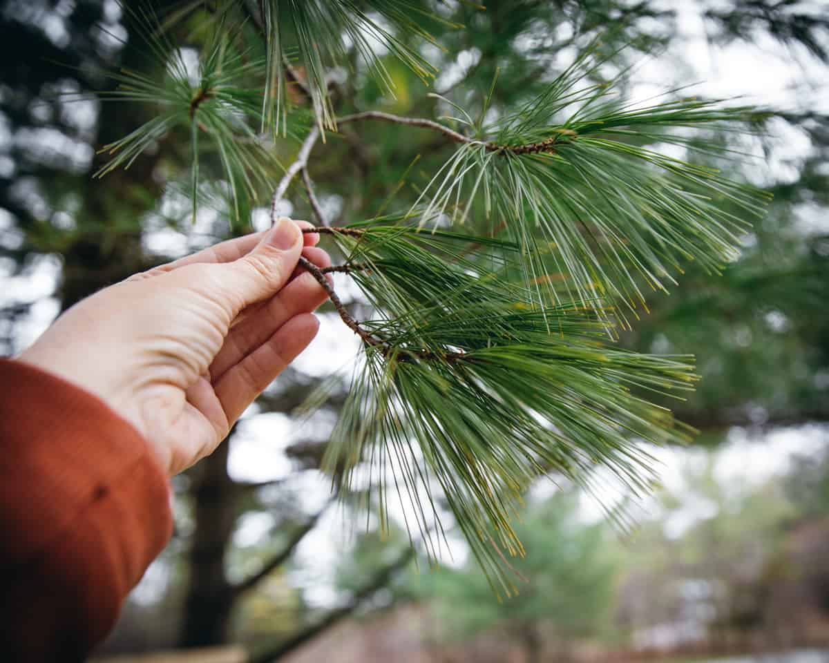 A hand foraging pine needles from the tree.
