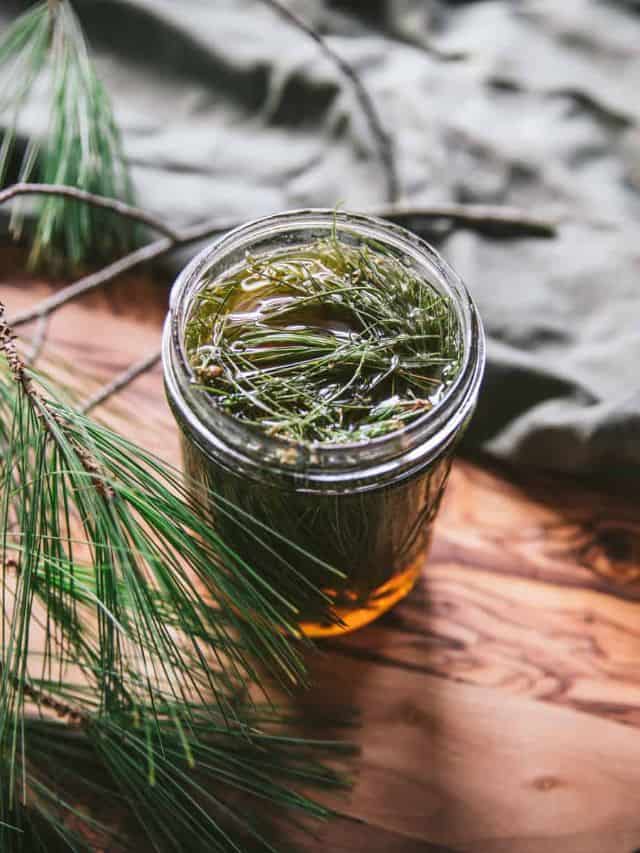 Pine Needle Infused Honey Grow Forage Cook Ferment