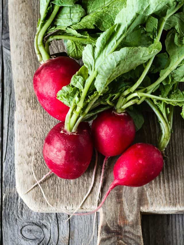How to Eat Radishes 4 Best Ways Grow Forage Cook Ferment