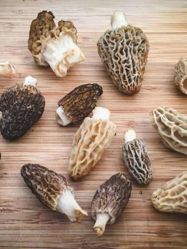 How to forage morels identify harvest eat grow forage cook ferment