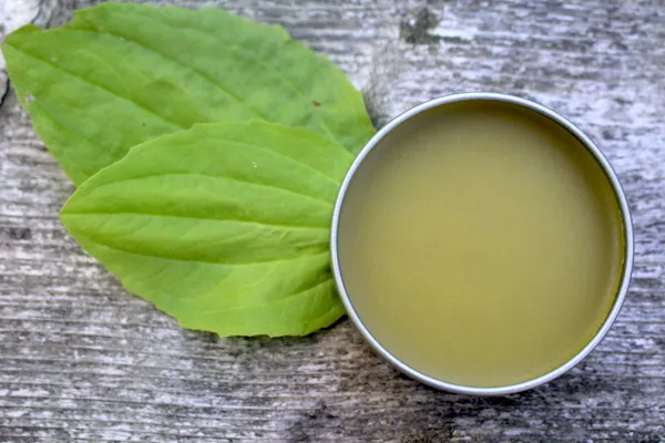 A tin of plantain salve in a tin with plantain leaves under it, on a grey wood surface. 