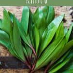 Foraging Ramps
