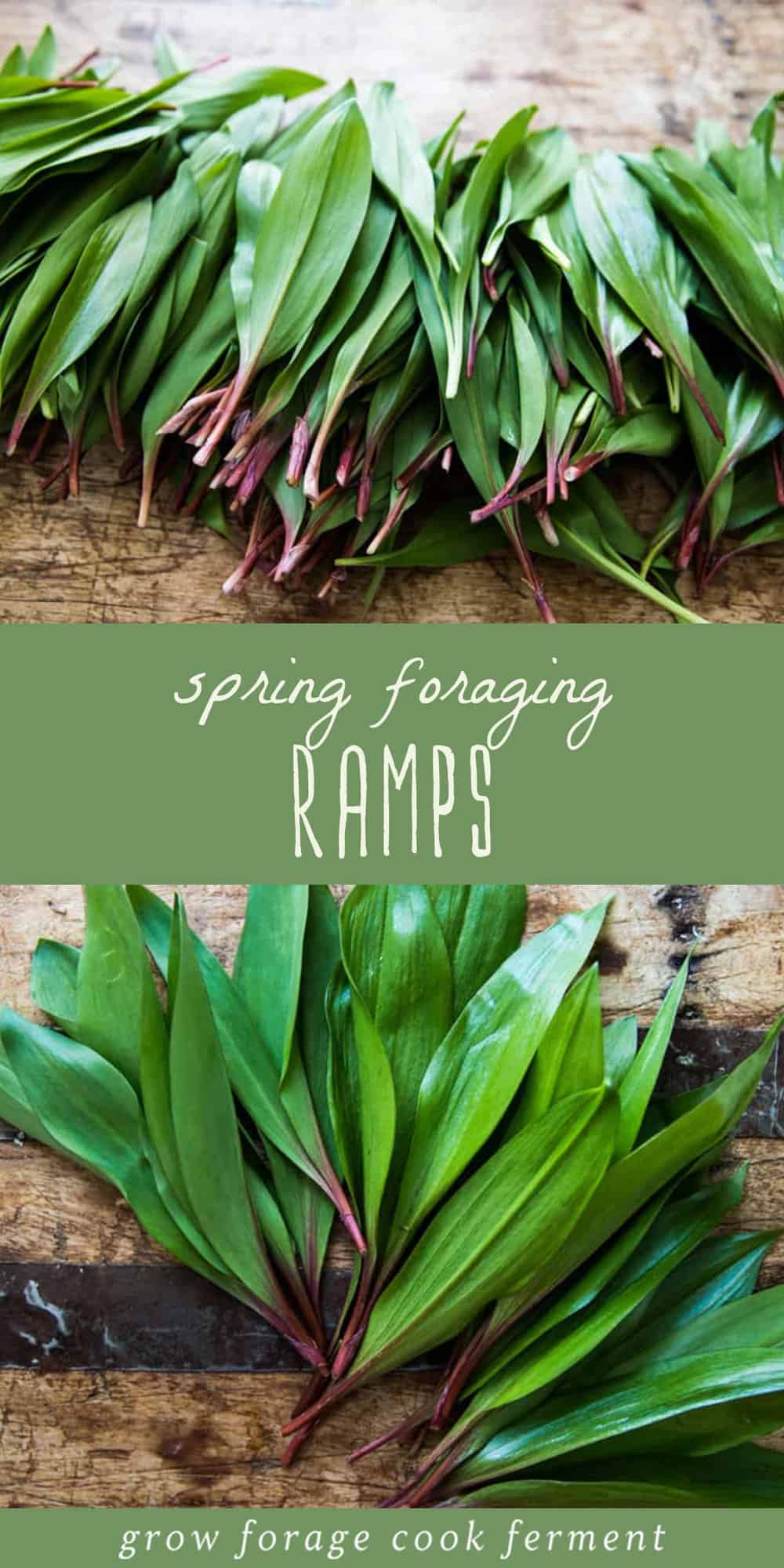 Foraging Wild Ramps (Wild Leeks) Identification and Lookalikes