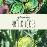 Growing Artichokes From Seed