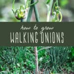 Growing Walking Onions