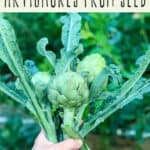 How to Grow Artichokes From Seed