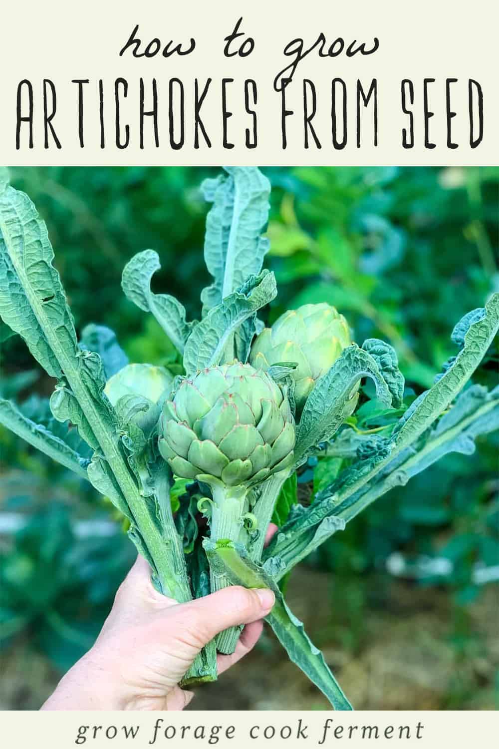How to Grow an Artichoke Plant Edible and Beautiful