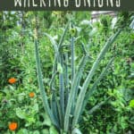 How to Grow Walking Onions
