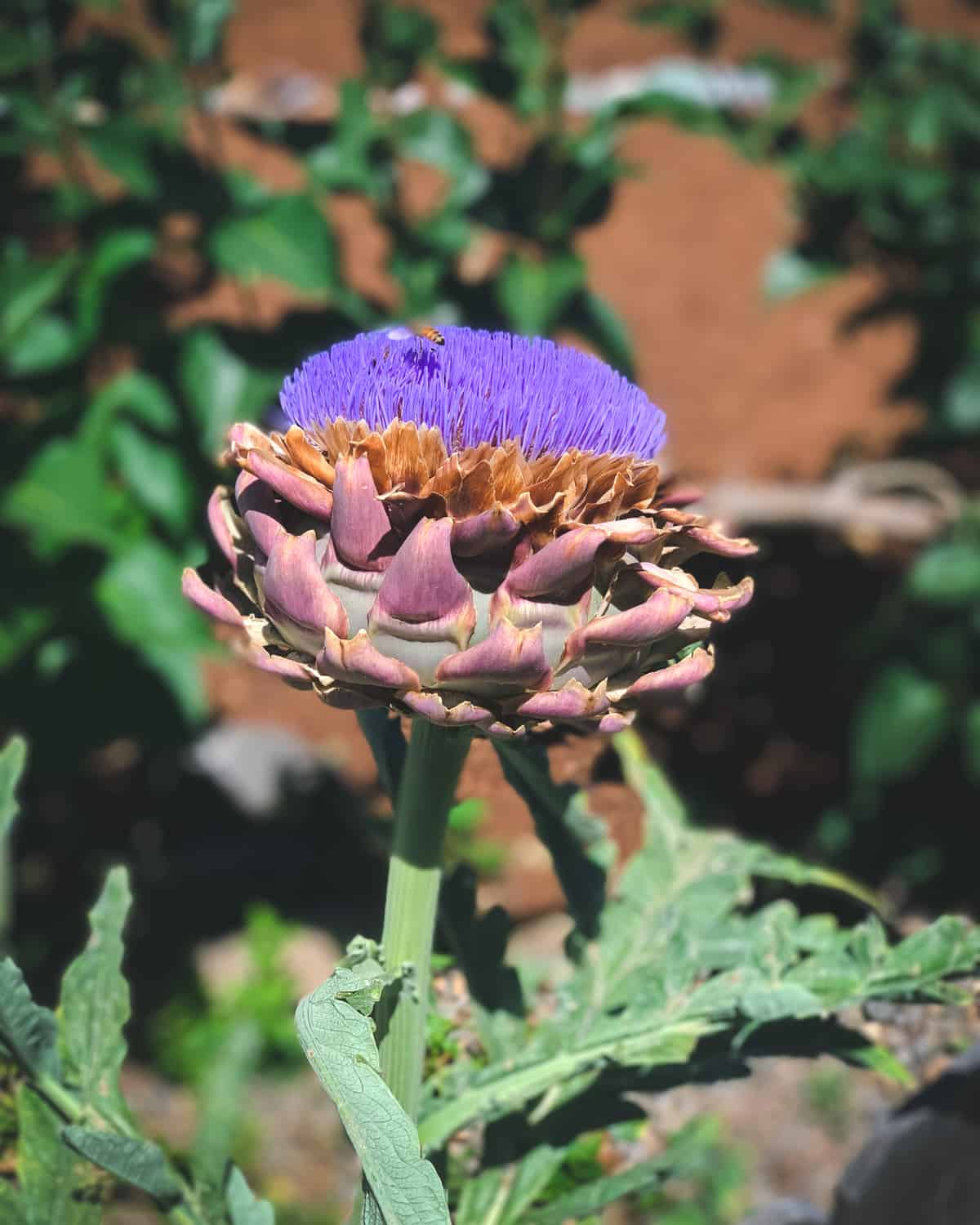Artichoke flower, a purple spiky thistle bloom. 