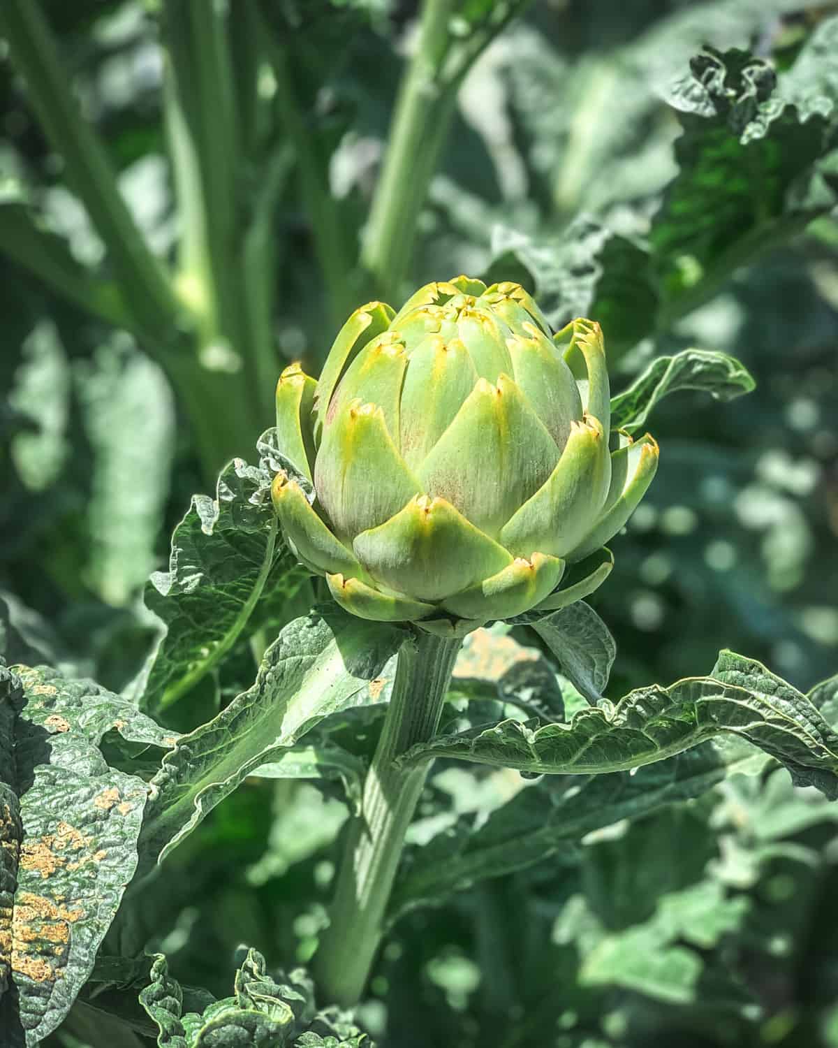 An artichoke growing on a stalk with leaves.
