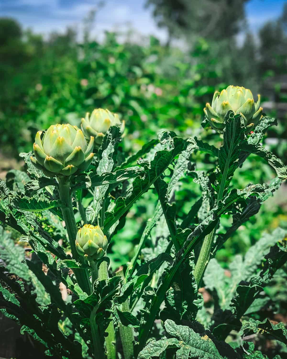 An artichoke plant with several artichokes ripe on the tops. 