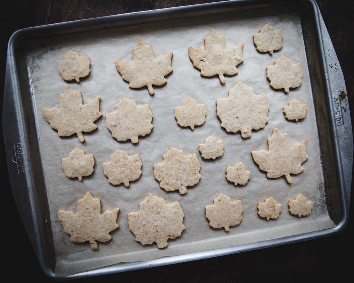 A sheet pan with parchment full of freshly baked maple leaf cookies. 