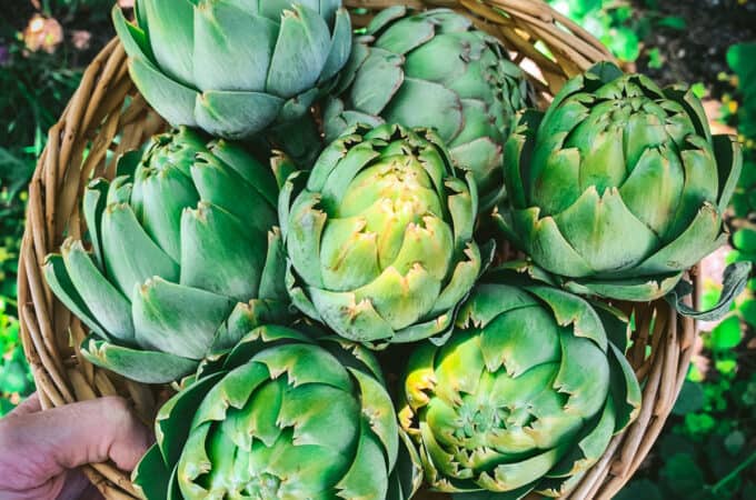 A basket of artichokes.