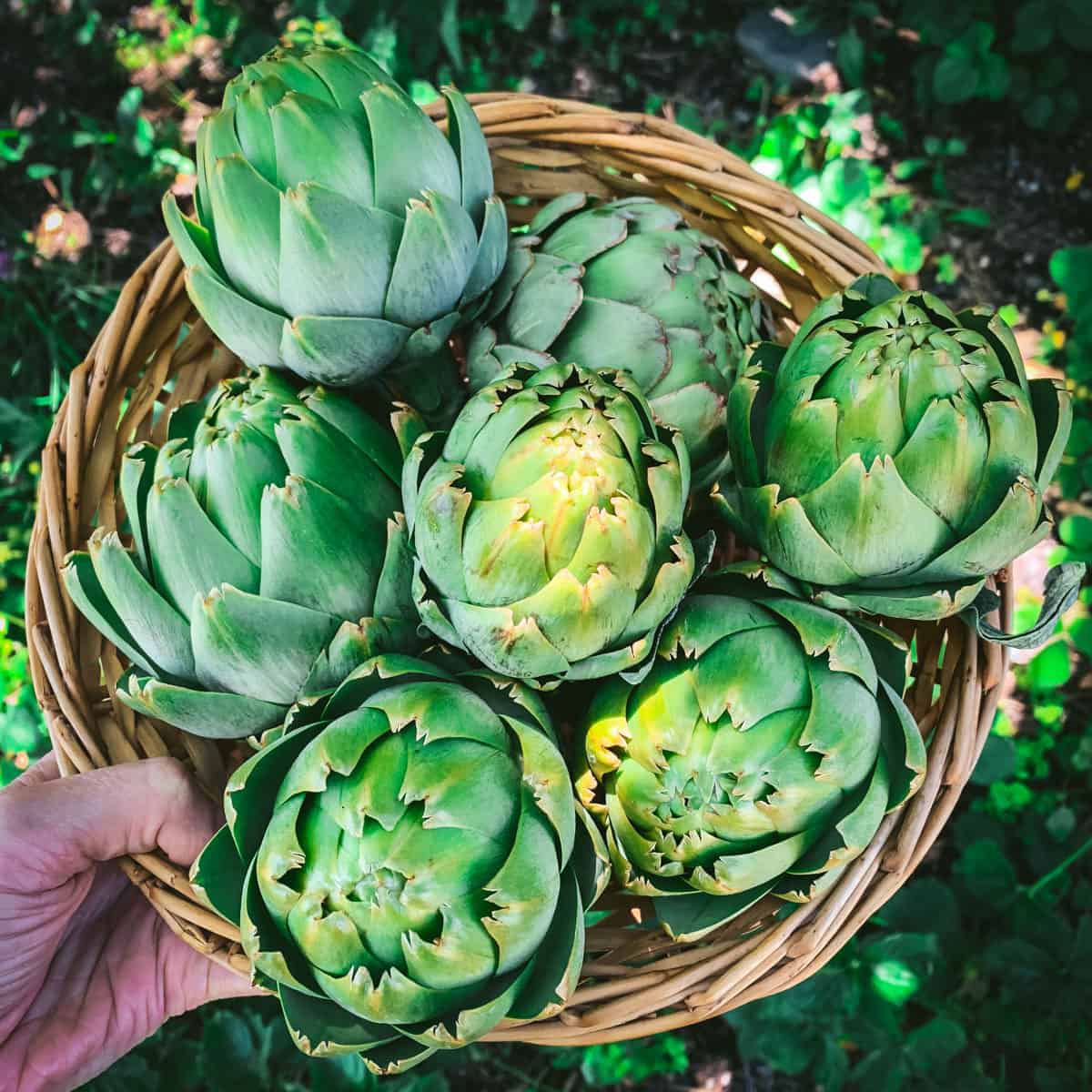 A basket of artichokes.