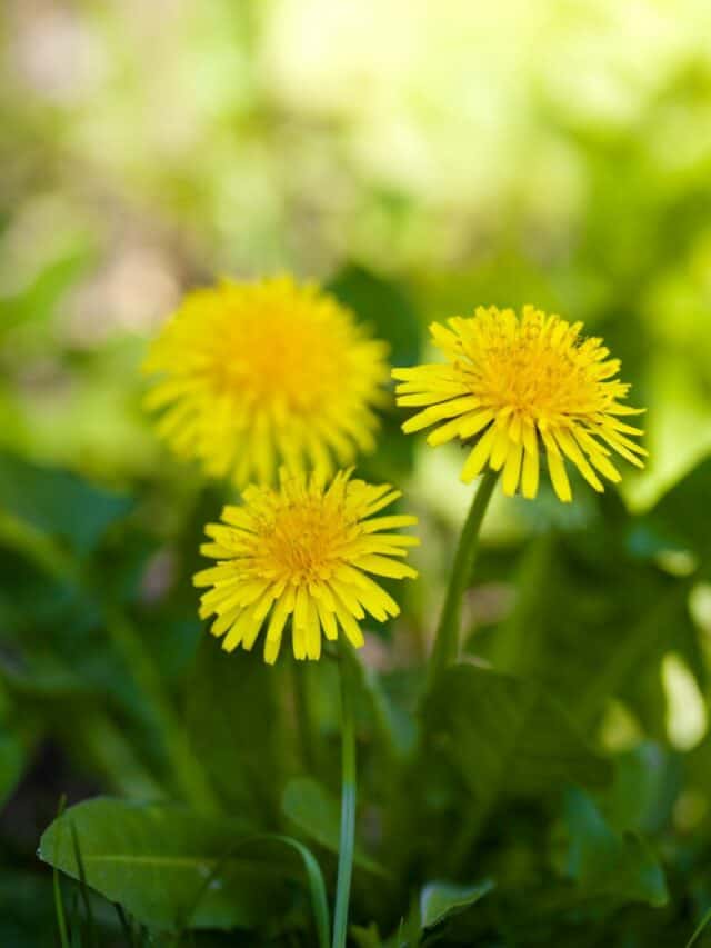 Edible Dandelion Identification, LookAlikes, & Uses Grow Forage Cook