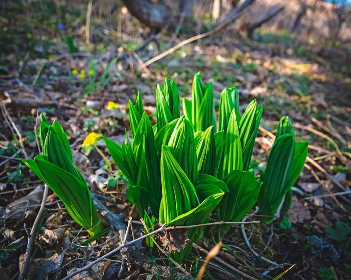 False hellebore growing. 