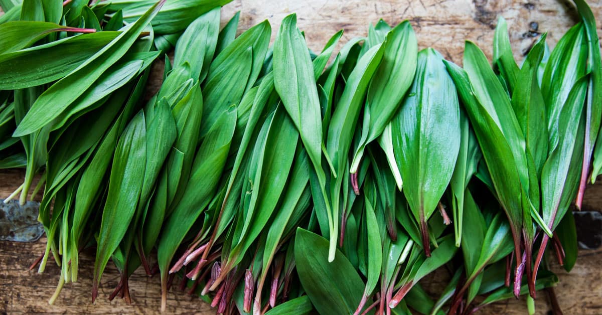 Wild Ramps Health Benefits at Nicholas Edwards blog