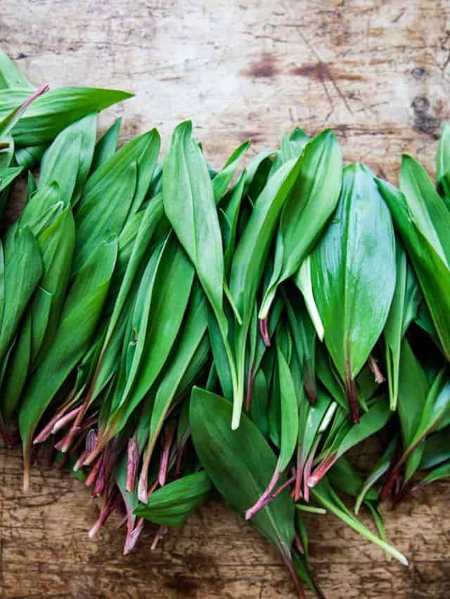 Foraging Ramps Identification & Poisonous Lookalikes Grow Forage