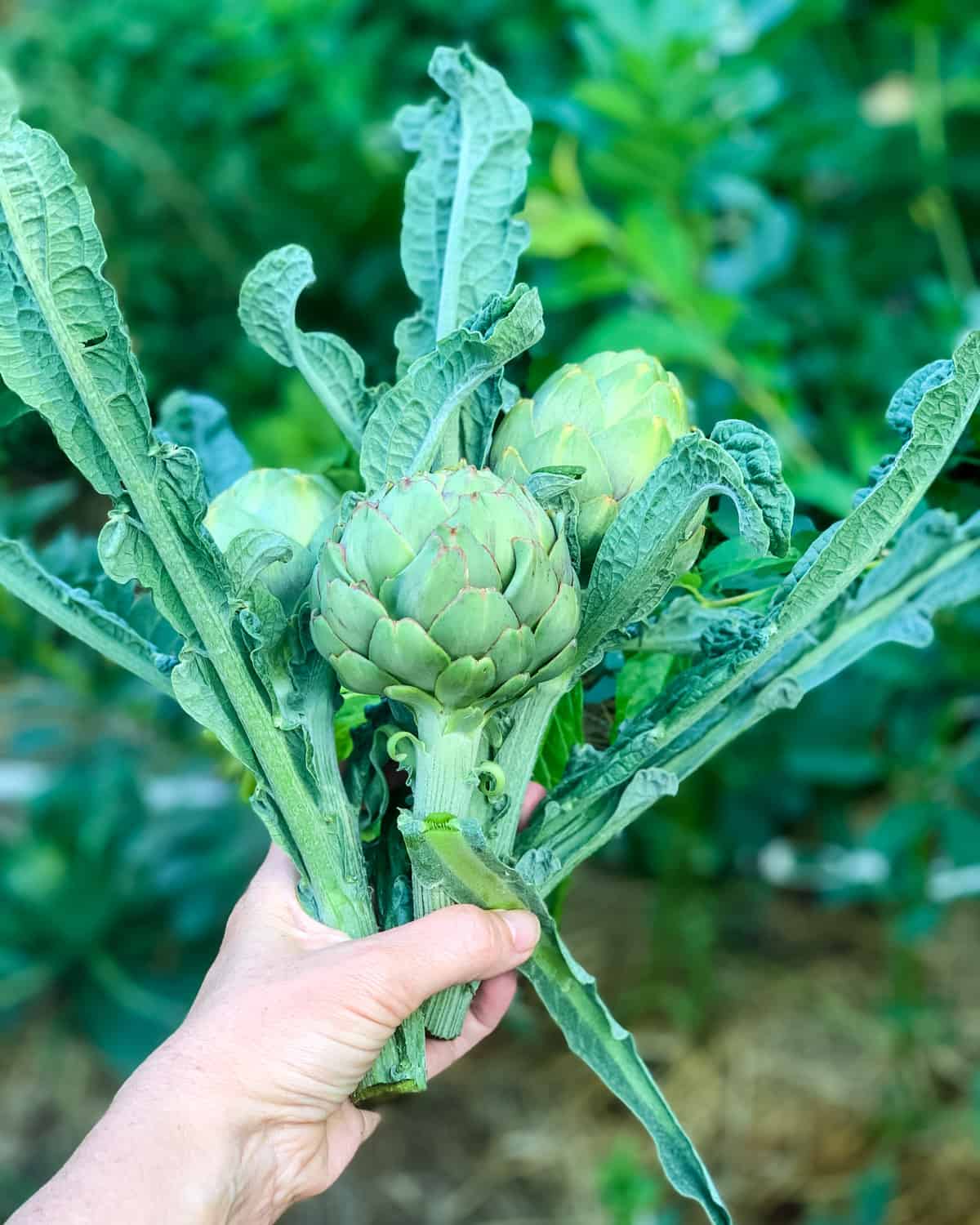A hand holding freshly harvested artichokes with the leaves still attached to the stems. 