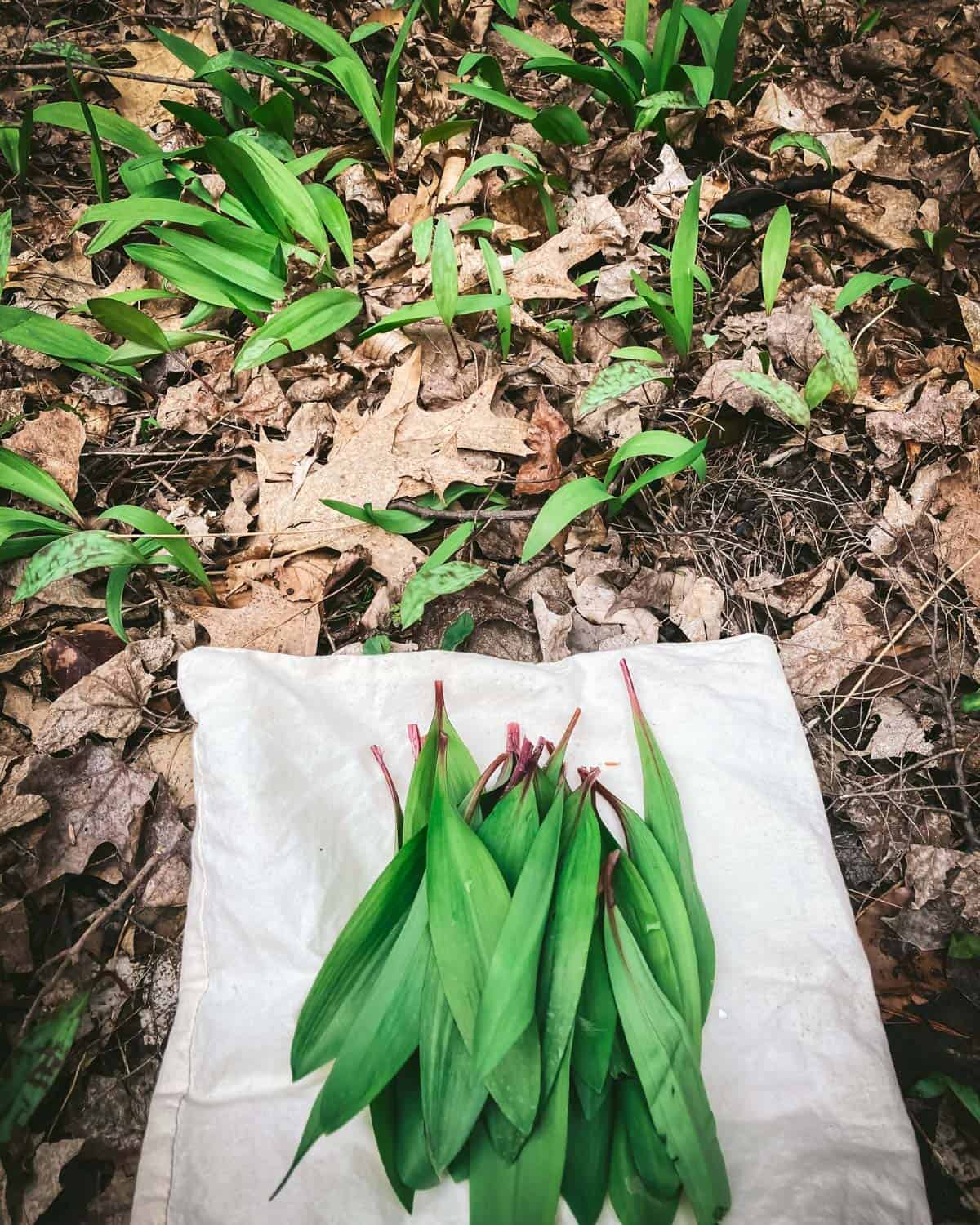 A wild ramp patch, with a natural cloth and foraged ramp leaves resting on it. 