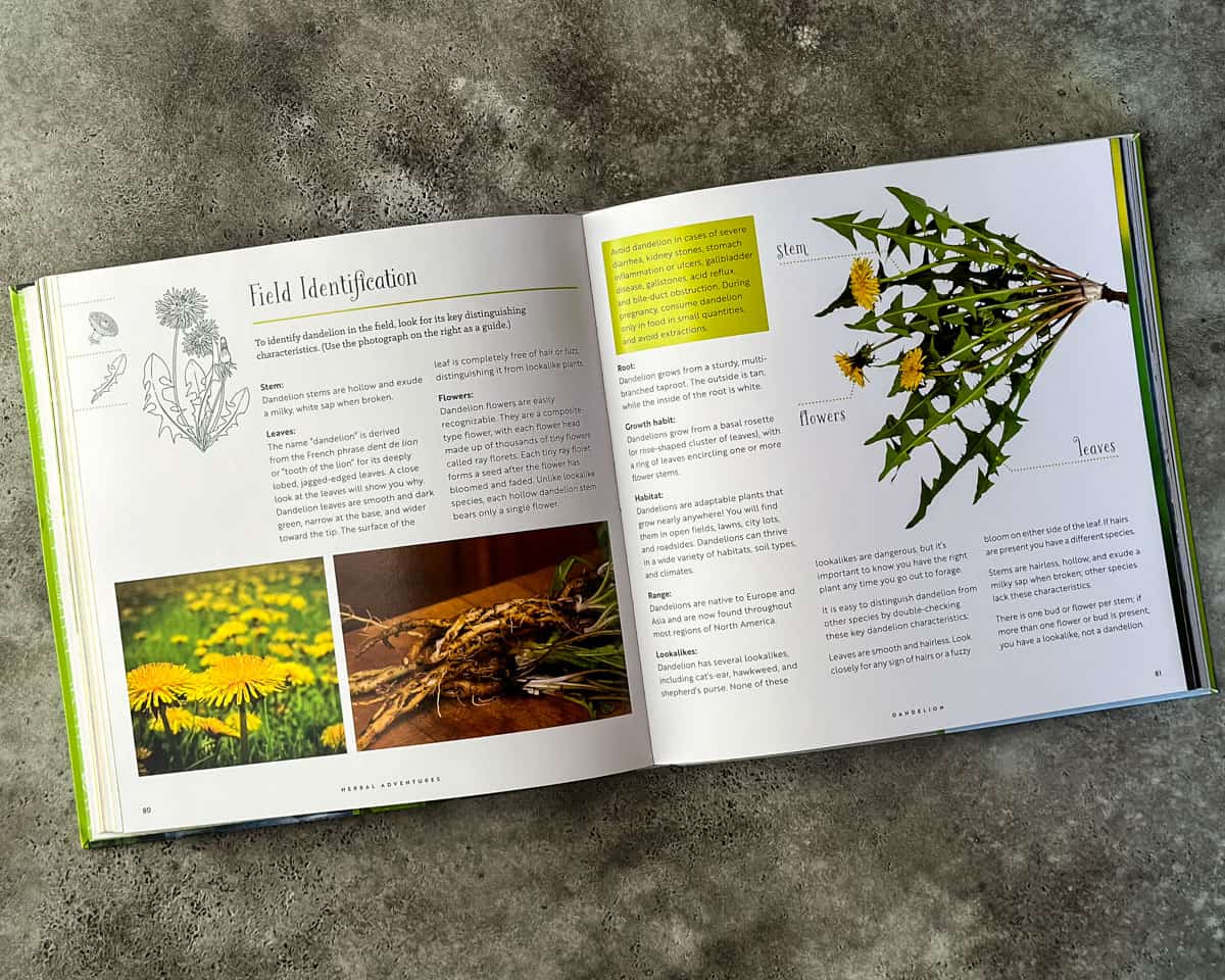 An open 2 pages to the book Herbal Adventures showing field identification of dandelion