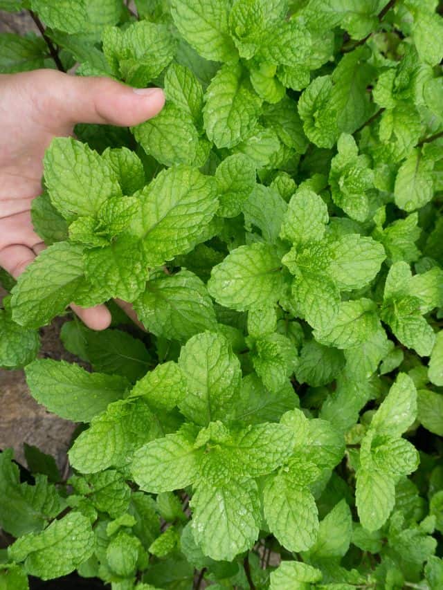 How to Grow Mint & Why You Should Grow Forage Cook Ferment