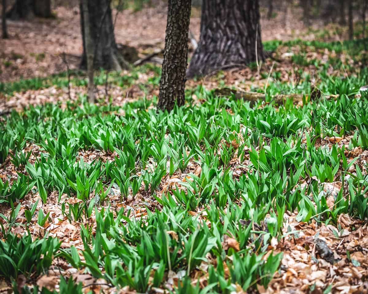 A patch of wild ramps growing in the forest. 