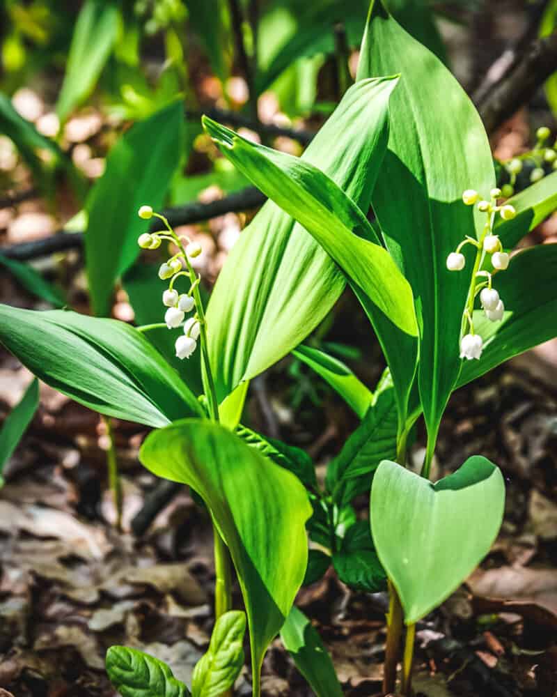 Foraging Wild Ramps (Wild Leeks) Identification and Lookalikes
