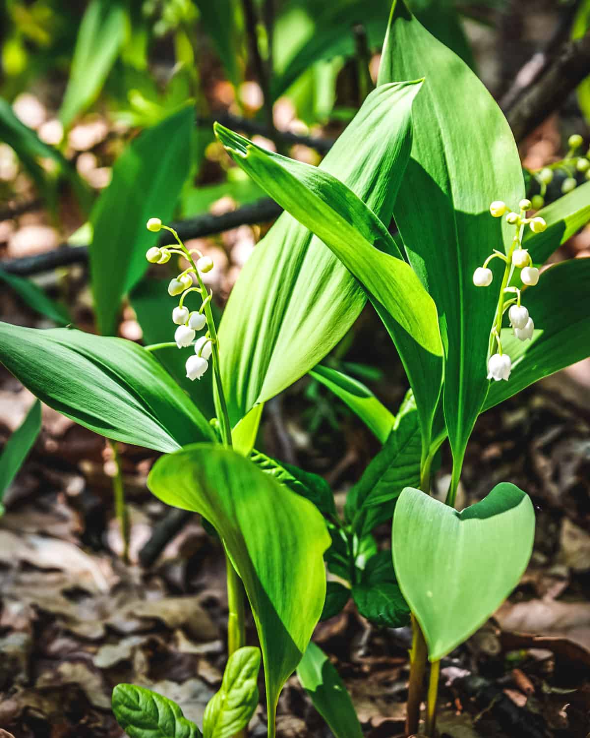 Lily of the valley leaves growing. 