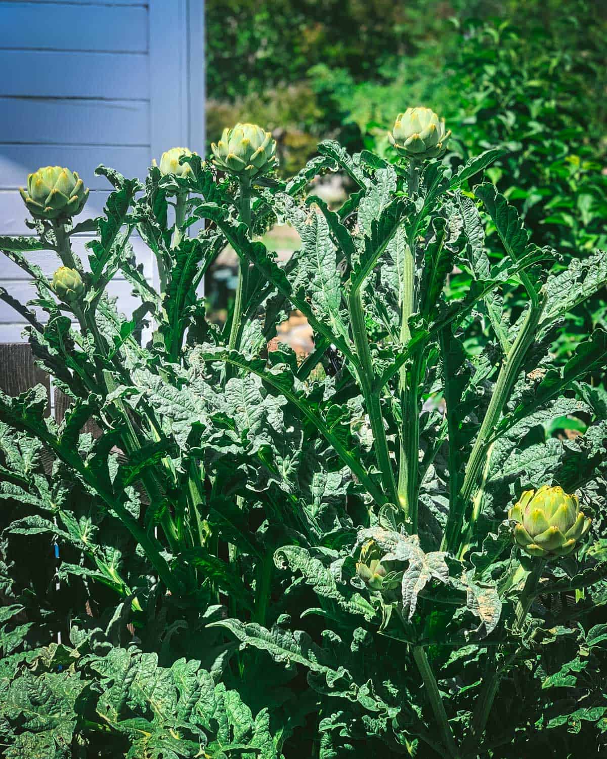 An artichoke plant with many artichokes growing on it. 