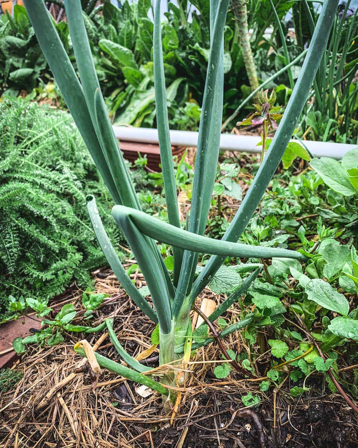 A walking onion bending down to replant itself. 